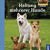 Haltung mehrerer Hunde: Martin Rütters Hundeschule