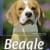 Beagle: Auswahl, Haltung, Erziehung, Beschäftigung