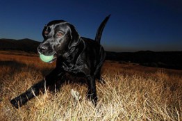 ChuckIt Leuchtender Wurfball für Ihren Hund