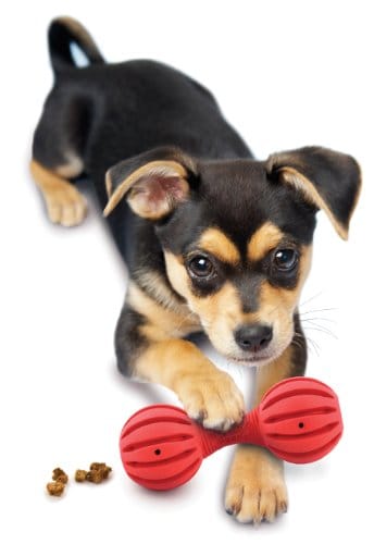 Das PetSafe Welpenspielzeug - Extra klein. Hilft den Welpen von Anfang an beim Zahnen und trainiert das Gebiss und die Kiefer.