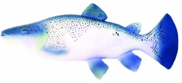 Der Latex Fisch für drinnen und draußen.